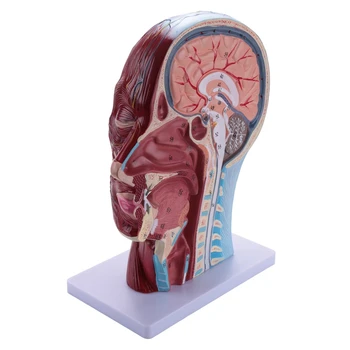 Човешки половин глава повърхностен невроваскуларен модел с мускулатура, анатомичен модел на главата в реален размер череп и мозък